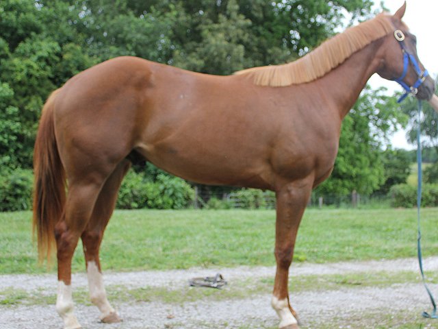 Quarter horse for sale, Happy To See You