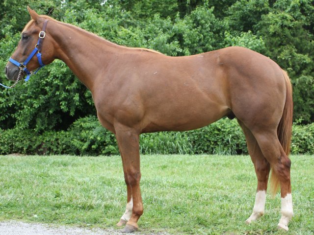 quarter horse gelding for sale