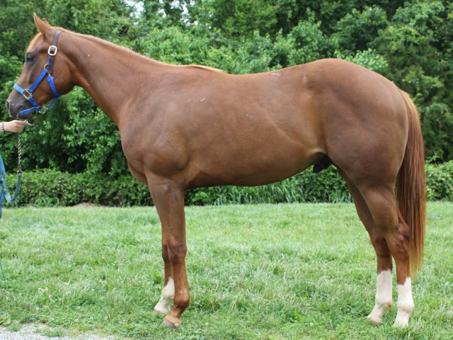 quarter horse gelding for sale