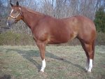 quarter horse mare for sale, Kids Elegant Ruby