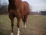 quarter horse mare for sale, Kids Elegant Ruby