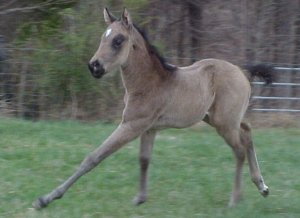 buckskin quarter horse for sale, Skips Bo Smashing