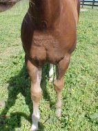 quarter horse colt for sale