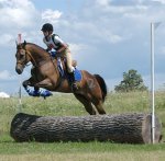 quarter horse gelding for sale cross country eventing