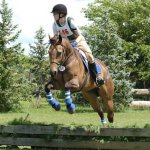 quarter horse gelding for sale cross country eventing